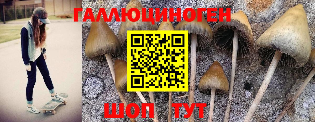 купить   Апрелевка  Псилоцибиновые грибы MAGIC MUSHROOMS 